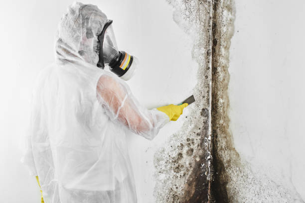 Best Office Mold Removal Services  in Williamsport, OH