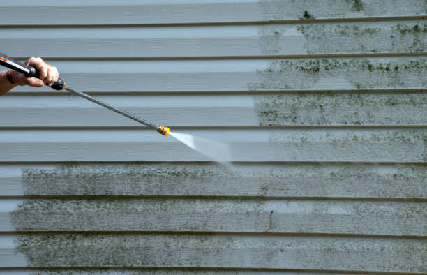Mold Testing and Removal in Williamsport, OH