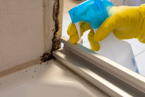 Best Residential Mold Removal  in Williamsport, OH