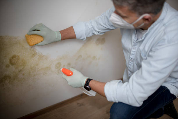 Best Mold Remediation  in Williamsport, OH
