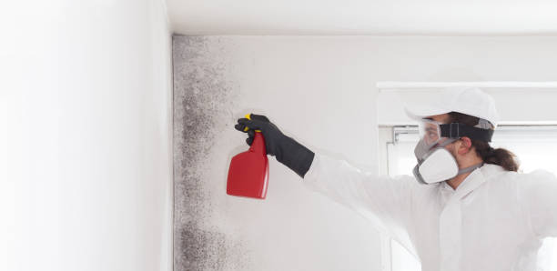 Best Crawl Space Mold Removal  in Williamsport, OH