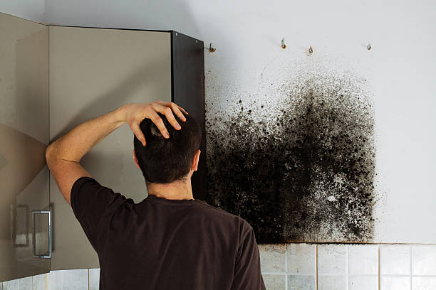 Best Home Mold Removal  in Williamsport, OH