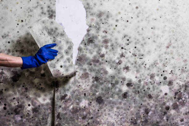 Professional Mold Removal in Williamsport, OH